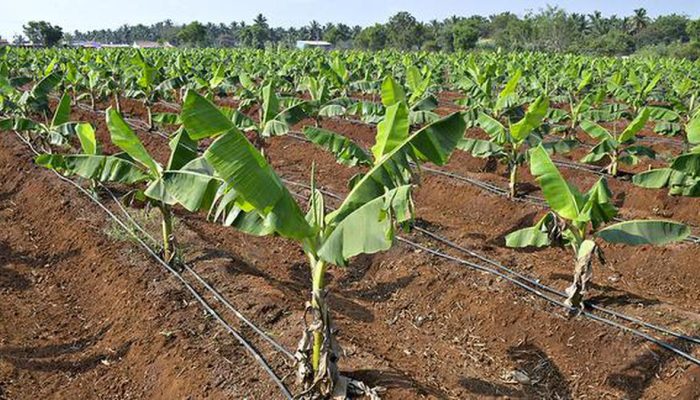 DRIP-IRRIGATION