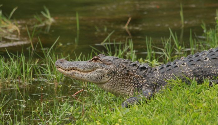 alligator-8787100_1280