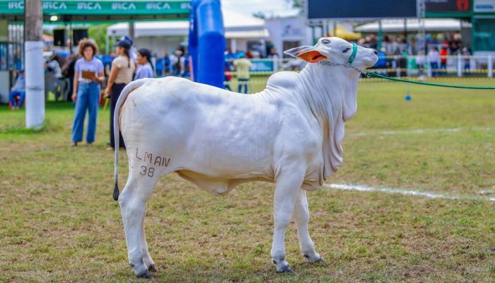 large_Whats_App_Image_2024_12_08_at_11_05_20_c257bc3390